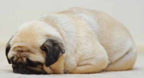 funny-pug-sleeping-bread